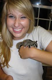 Interested In Buying Sugar Gliders