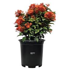 Image result for Ixora laurentii