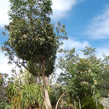Image result for Cussonia spicata