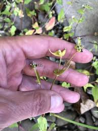 Image result for Persicaria nepalensis