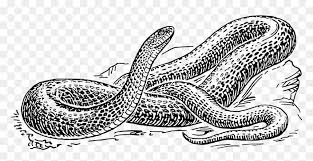 Ce dessin de tatouage représente le conflit existant entre faire ce qui est juste ou alors que certains dessins de tatouages de serpents symbolisent la mortalité et la tentation du. Dessin De Serpent A Imprimer Hd Png Download Vhv