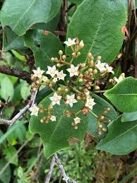 Image result for Psorospermum mechowii