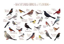 Birds Of New York Field Guide Florida Backyard Birds Field Guide Art Print Watercolor Backyard Birds Birds Of Georgia Bird Poster