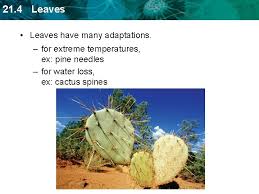 Cacti are intriguing plants that sometimes seem like they are from another world. 21 1 Plant Cells And Tissues Key Concept