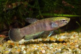 Betta Channoides Betta Fish Betta Aquarium Fish