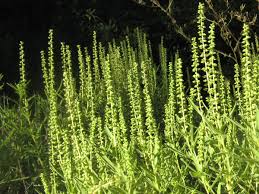 While common ragweed often is easily confused with some other plants, such as mugwort, it has certain characteristics that clearly define it from its close relative, giant ragweed. Western Ragweed Nature Collective