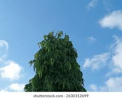 Image result for Monoon longifolium