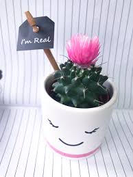 To answer this question successfully, assure your interviewer that you are a past behavior often indicates how you would react in comparable future situations, so be sure to provide an example you are proud of or to explain the lessons you took away from the experience. Jessica Maria On Twitter Got This Cute Little Cactus From Nextofficial And First Thought Was If Georgia Steel Was A Cactus Loveisland Real Https T Co Ounu3fe3is