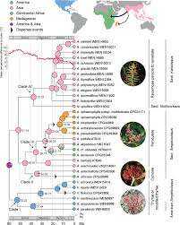 Image result for Ampelocissus multistriata