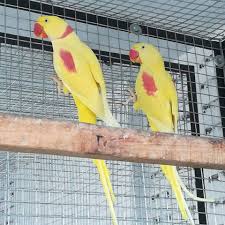 Keeping Parakeets In Confinement Is Illegal, Say Bengaluru Vets