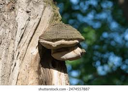 Image result for Phellinus rimosus