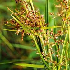 Rumput grinting latarbelakang rumput grinting ( cynodondactylon ) adalah jenis rumput yang memiliki kemampuan agak berlebihan. Obat Rumput Grinting Ternyata 5 Rumput Liar Berikut Ini Berkhasiat Sebagai Adalah Senyawa Tertentu Yang Memiliki Sifat Untuk Meracuni Membuat Mati Tanaman