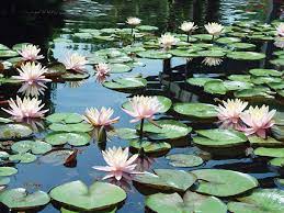 Lily plants in the garden pond. Aquatic Plants Need Your Help To Get Ready For Winter Pond Trade Magazine