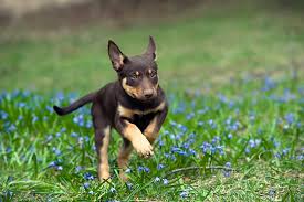 Metal dining table legs australian kelpie puppies. Australian Kelpie Info Puppies Mix Temperament Pictures