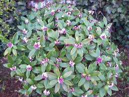 Do you have any spring flowering landscape plants? Flowering Shrub Identification Help Flowers Forums