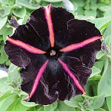 Pin On Sunny Garden Wish List