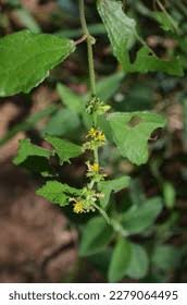 Image result for Hirpicium bechuanense