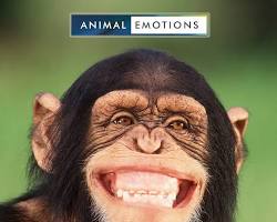 Image of Monkeys laughing