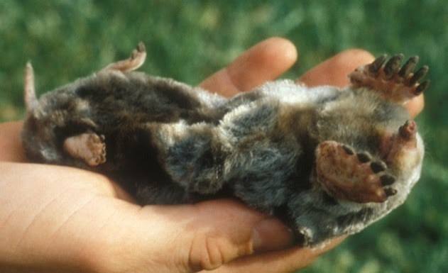 Moles | Internet Center for Wildlife Damage Management