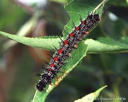 Black And Red Spiky Caterpillar Spiny Elm Caterpillar Mourning Cloak Nymphalis Antiopa Caterpillar London On Pfn Dress Shoes Men Cloak Caterpillar
