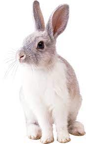 Pin By Transparent Png Images On Animal Png Rabbit Pictures Rabbit Png Free Rabbits