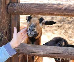 We did not find results for: Gia Bolta Kai Faghto Sto Lakkagkinh Sta Kioyrka