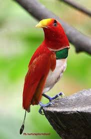 Papua New Guinea Bird Of Paradise Images Pin On Birds Of A Feather