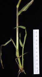 Image result for Panicum schinzii
