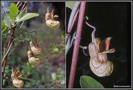 Image result for Pilostyles aethiopica