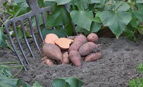 Exotische Susskartoffeln Selbst Anbauen Susskartoffeln Anbauen Garten Pflanzen Gemuseanbau
