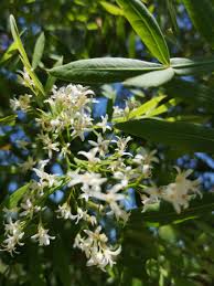 Image result for Loxostylis