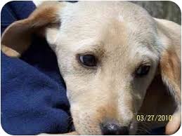 All puppies are picked in deposit order. York Sc Labrador Retriever Meet Jose A Pet For Adoption