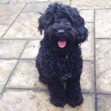 Full Grown Black American Cocker Spaniel My Black Cockapoo Flashgordon Black Cockapoo Cockapoo Grooming Cocker Poodle