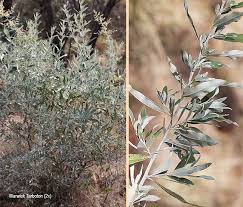 Image result for Tarchonanthus camphoratus