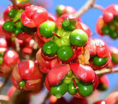 Image result for Ochna richardsiae