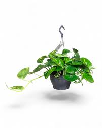 Planta Orquídea