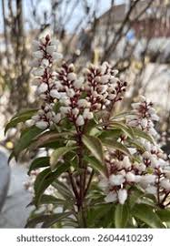 Image result for Pieris japonský bonfire obrázek