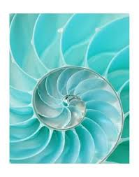 Art Print Nautilus Shell Ii 56x44in The Magic Faraway Tree Nautilus Patterns In Nature