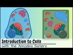 Research on cells, animals, and plants in space (space. Animal Vs Plant Cell Differences Similarities Expii