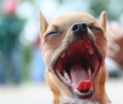 Why Do Dogs Yawn Dog Yawning Chihuahua Dog Pictures Chihuahua Dogs
