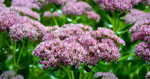 Get it as soon as mon, dec 21. Sedum Plant Care Learn How To Grow Stonecrop Plants