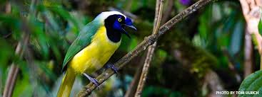 Birds Of Ecuador Holbrook Travel