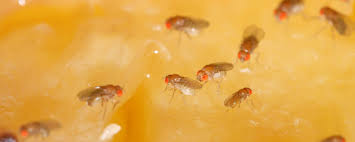 Do it yourself pest control greenville. Diy Pest Control How To Remove Fruit Files Putman Pest Management Llc