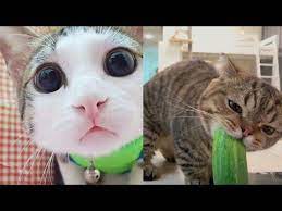 Cute And Funny Cat Compilation Moorlee Youtube Funny Cat Compilation Funny Cats Cats