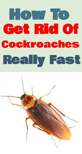 How To Get Rid Of Cockroaches Bugs Really Fast Using Essential Oils Essentialoils Getridofbugs Clean Best Essential Oils Pest Control Natural Pest Control