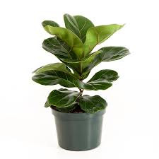 Indoor Plants The Home Depot Ficus Lyrata Ficus Fiddle Leaf