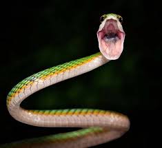 Wonderful Snakes Photography Through The Eyes Of Photographers In 2020 Snake Photos Snake Beautiful Snakes