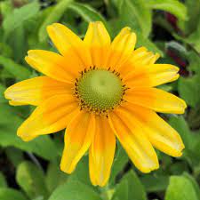 Prairie Sun Rudbeckia Plant Black Eyed Susan Black Eyed Susan Plants Plant Sale