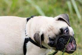 Why Do Dogs Eat Grass The Family Handyman Dog Eating Dogs Eating Grass Why Do Dogs Lick