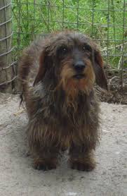 We did not find results for: Maria S Blog Standard Wire Haired Dachshund Puppies Wire Haired Dachshund Dachshund Puppies Wirehaired Dachshund Puppy